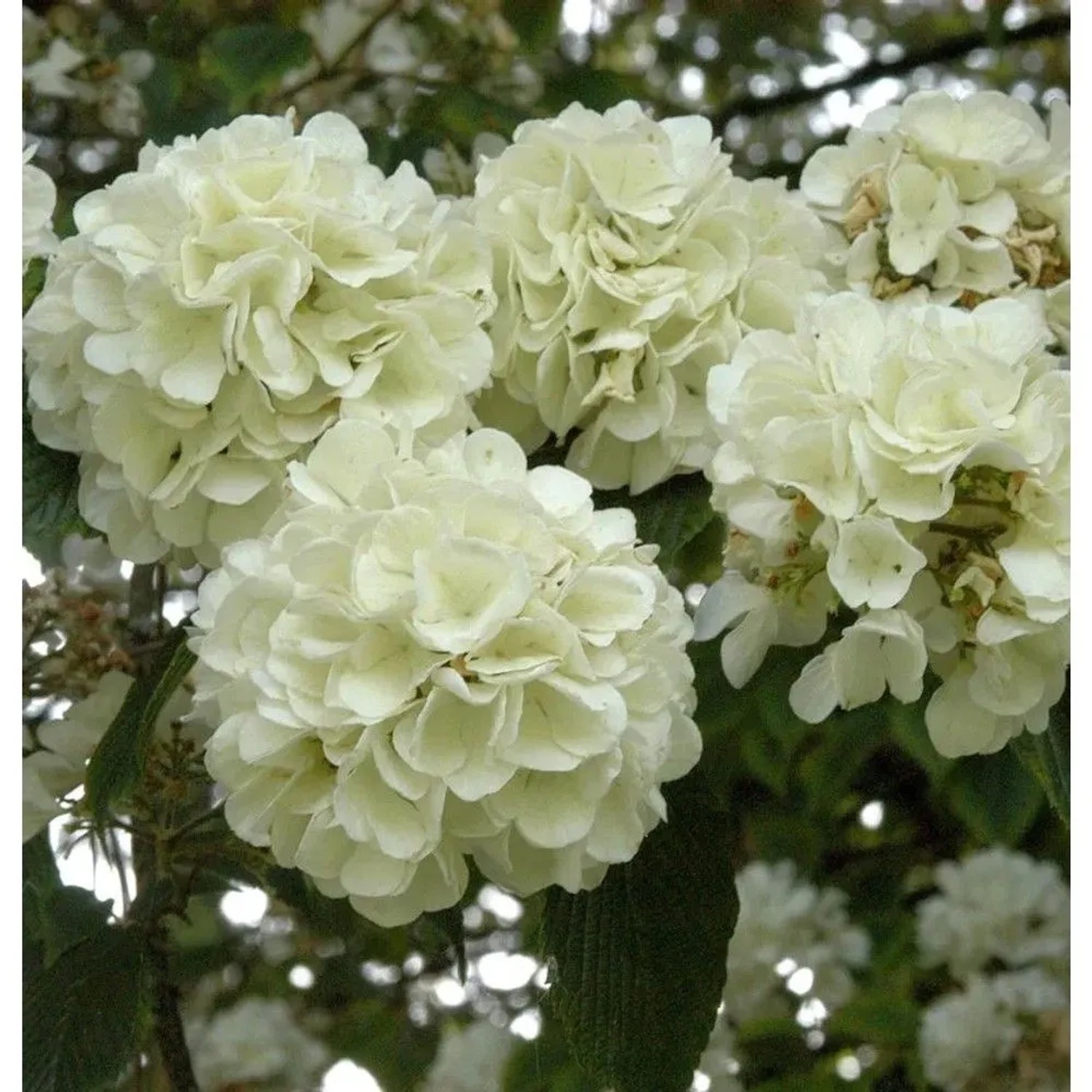 Japanischer Schneeball Openeing Day 40-60cm - Viburnum plicatum