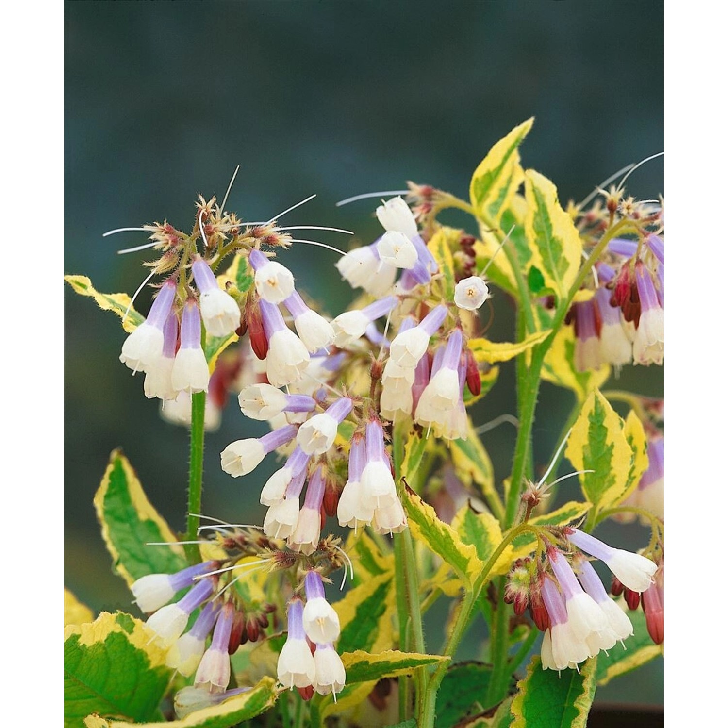 Symphytum Grandiflorum Goldsmith Kaukasus Beinwell Ca. 9x9 cm Topf günstig online kaufen