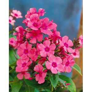 Flammenblume 'Windsor': Rosa Phlox Paniculata im 11x11 cm Topf.