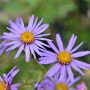 Nahaufnahme der lila Sommeraster Glücksfund (Aster alpinus) mit gelber Blütenmitte.