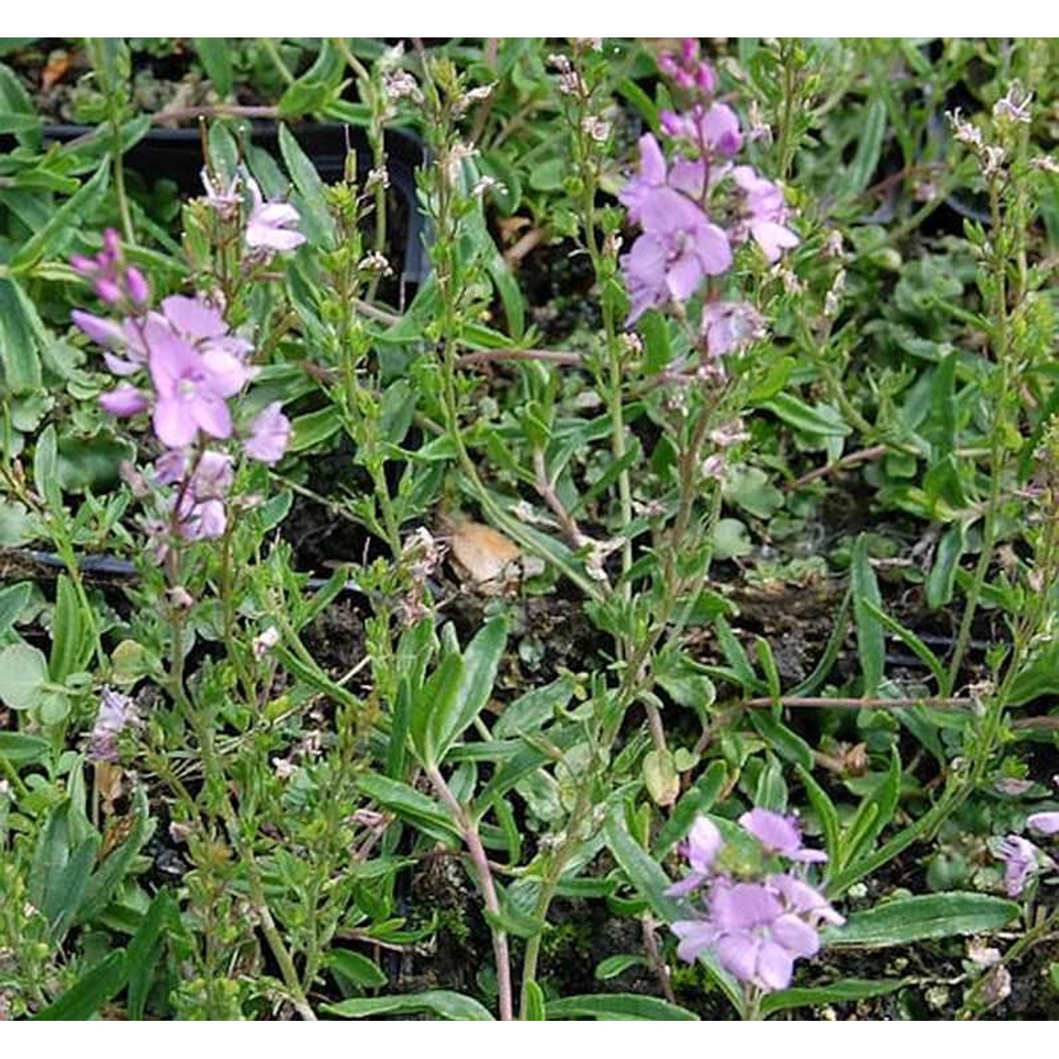 Teppichveronika Rosea - Veronica prostrata günstig online kaufen