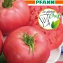 Samenpackung Tomate 'Rose Crush F1': Pinke Fleischtomaten, resistent gegen Braunfäule.