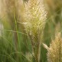 Detailaufnahme von Cortaderia Selloana Pumila (Pampasgras) mit silbrig-weißen Blütenständen und grünen Blättern.