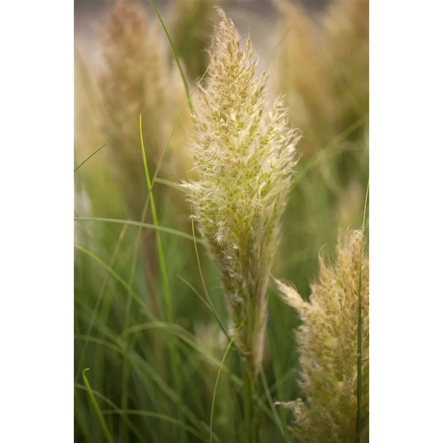 Detailaufnahme von Cortaderia Selloana Pumila (Pampasgras) mit silbrig-weißen Blütenständen und grünen Blättern.