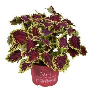 Buntnessel 'Main Street Hollywood' im Topf, zweifarbige Blätter (rot/grün), Sommerpflanze für Balkon & Garten.