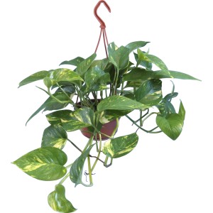 Hängende Efeutute Aureum im Topf, grüne Blätter mit gelber Musterung, Rankpflanze.