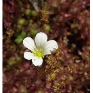 Nahaufnahme einer weißen Rasensteinbrech (Saxifraga cespitosa) Blüte.