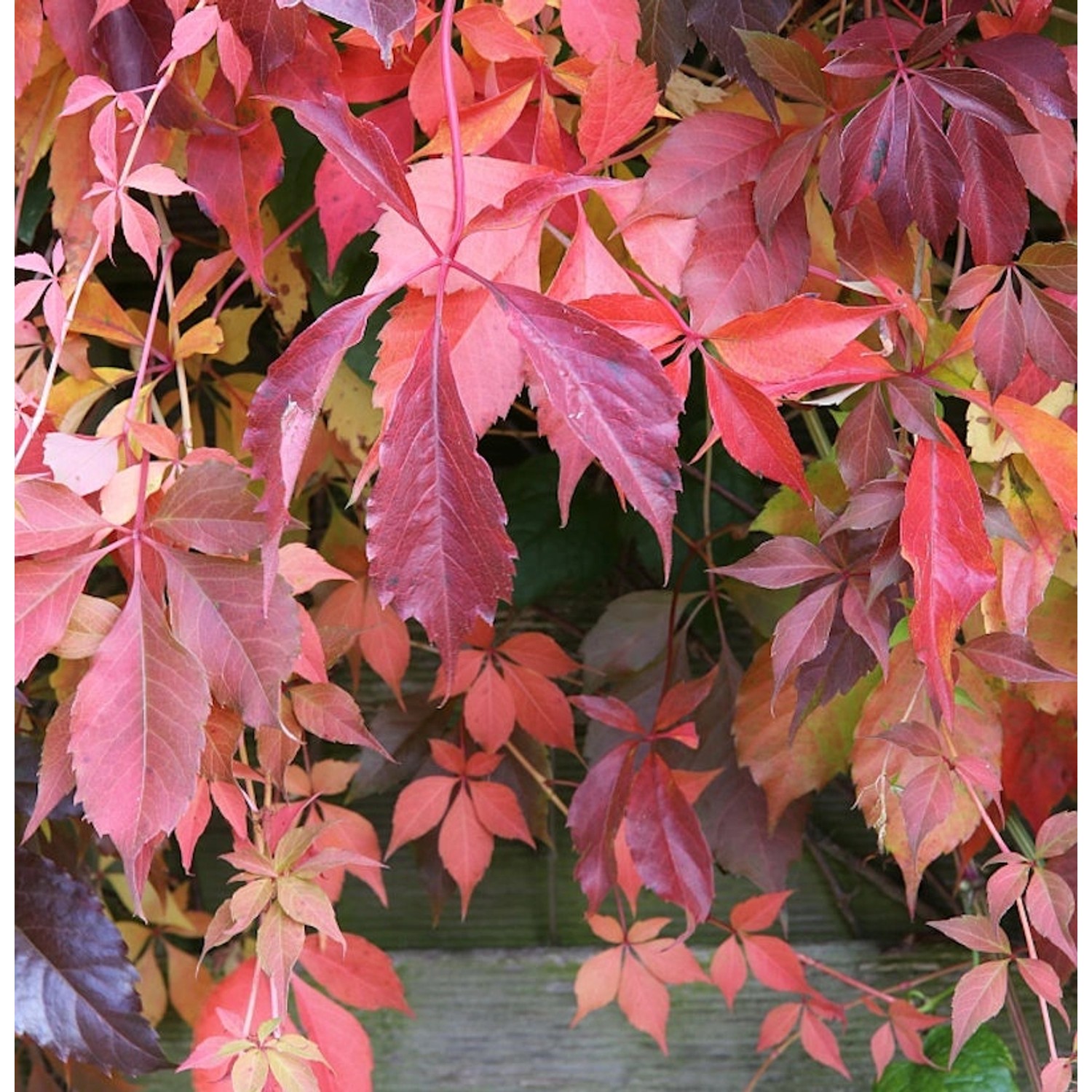 Selbstkletternde Jungfernrebe 40-60cm - Parthenocissus quinquefolia günstig online kaufen