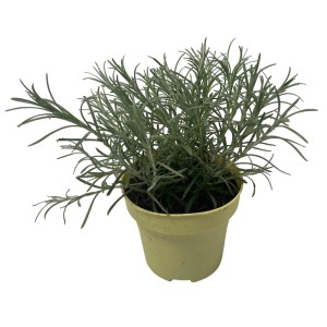 Currykraut im Topf (Ø 11cm), Helichrysum italicum, für sonnige Standorte. Gewürzkraut für Balkon und Garten.