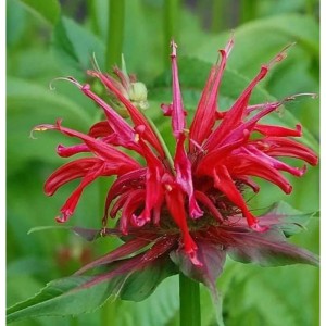 Nahaufnahme der roten Blüte der Indianernessel Jacob Cline (Monarda fistulosa).