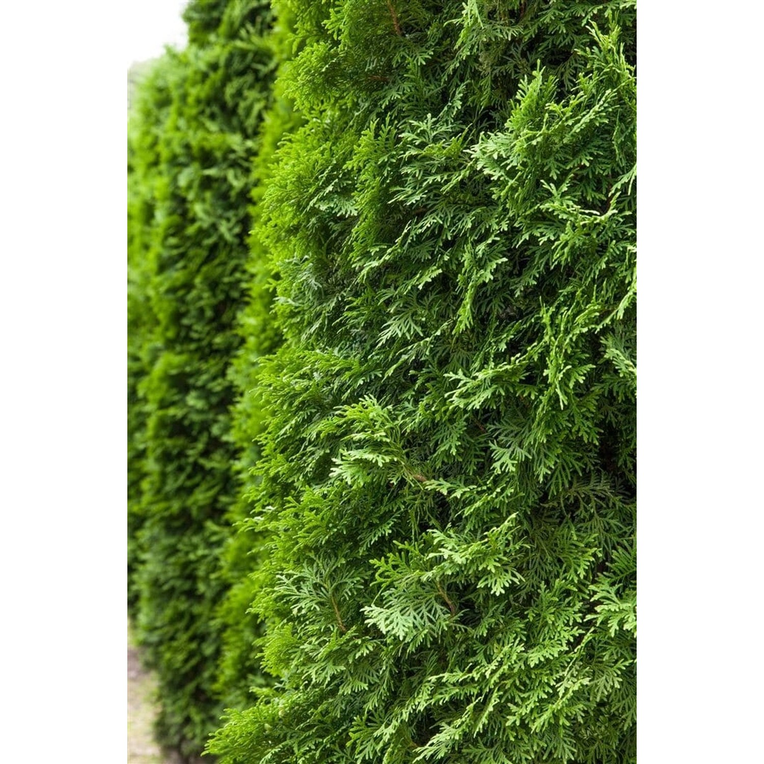 Thuja occidentalis 'Columna' 80-100 cm günstig online kaufen
