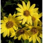 Gelbe Stauden Sonnenblume Giganteus (Helianthus atrorubens) im Detail.