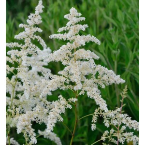 Prachtspiere 'Brautschleier' (Astilbe arendsii) mit weißen Blüten im Garten.