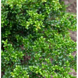 Nahaufnahme der Japanischen Stechpalme Ilex Green Hedge mit dichten, grünen Blättern.