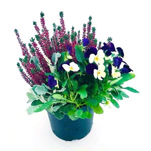 Herbstmix Fall Breeze Trio im Topf, mit Besenheide, Greiskraut und Hornveilchen.