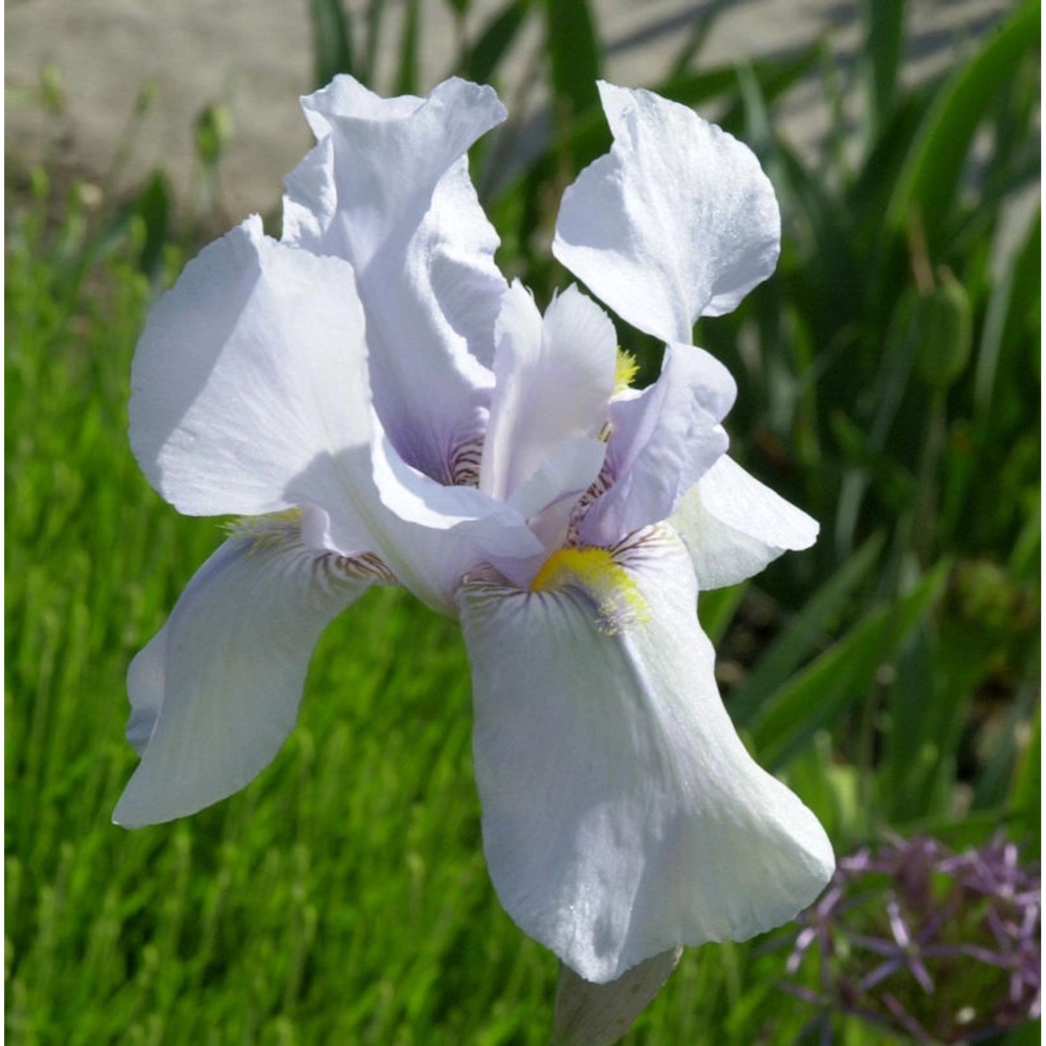 Schwertlilie Bianca - Iris barbata günstig online kaufen