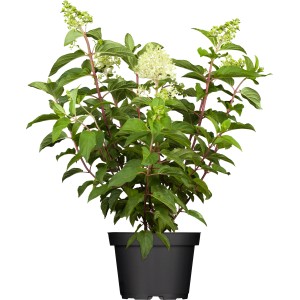 Rispenhortensie Little Quick Fire im Topf, Blütenfarbe wechselt von Weiß zu Rosa-Rot.