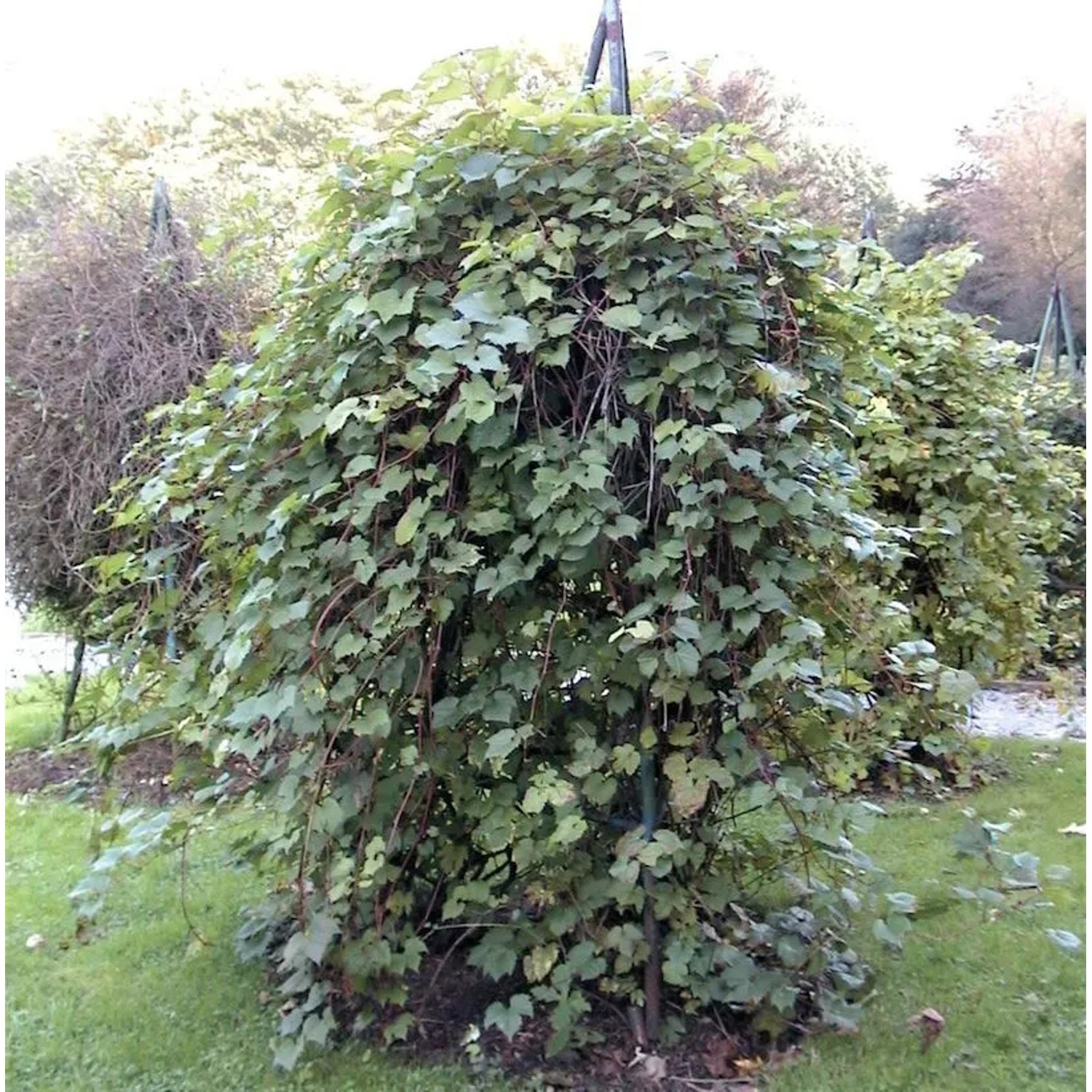Wilder Wein 125-150cm - Parthenocissus inserta