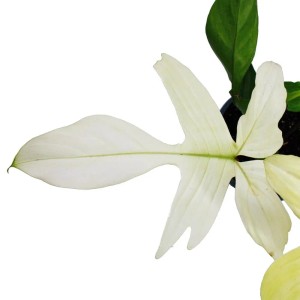 Exotenherz Philodendron Florida Ghost im 19cm Topf, Geisterbaumfreund mit weißen Blättern.