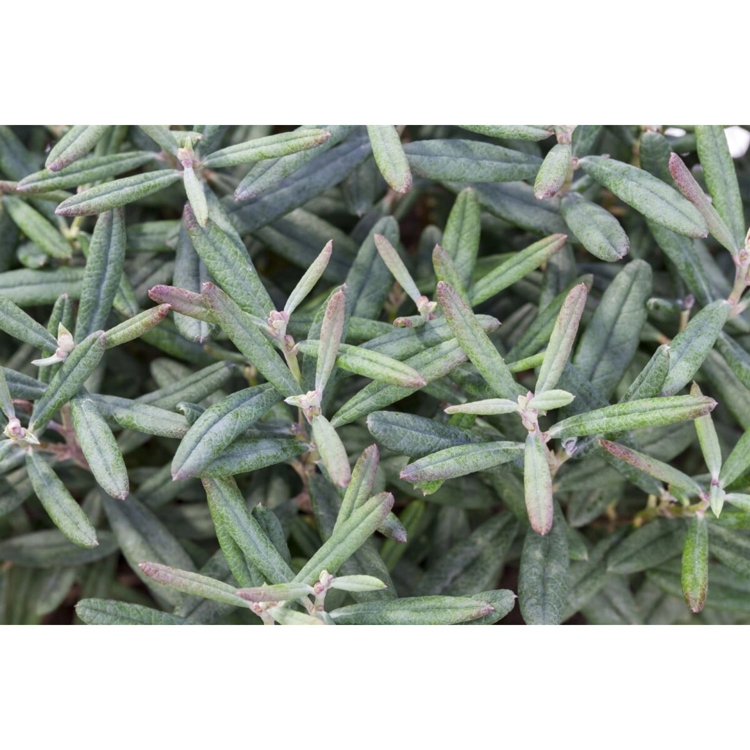 Andromeda Polifolia Blue Ice Lavendelheide Blaugrün 10–15 cm günstig online kaufen