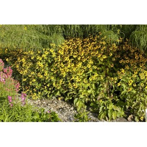 Dreilappiger Sonnenhut (Rudbeckia Triloba) mit gelben Blüten im Gartenbeet.