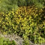 Dreilappiger Sonnenhut (Rudbeckia Triloba) mit gelben Blüten im Gartenbeet.