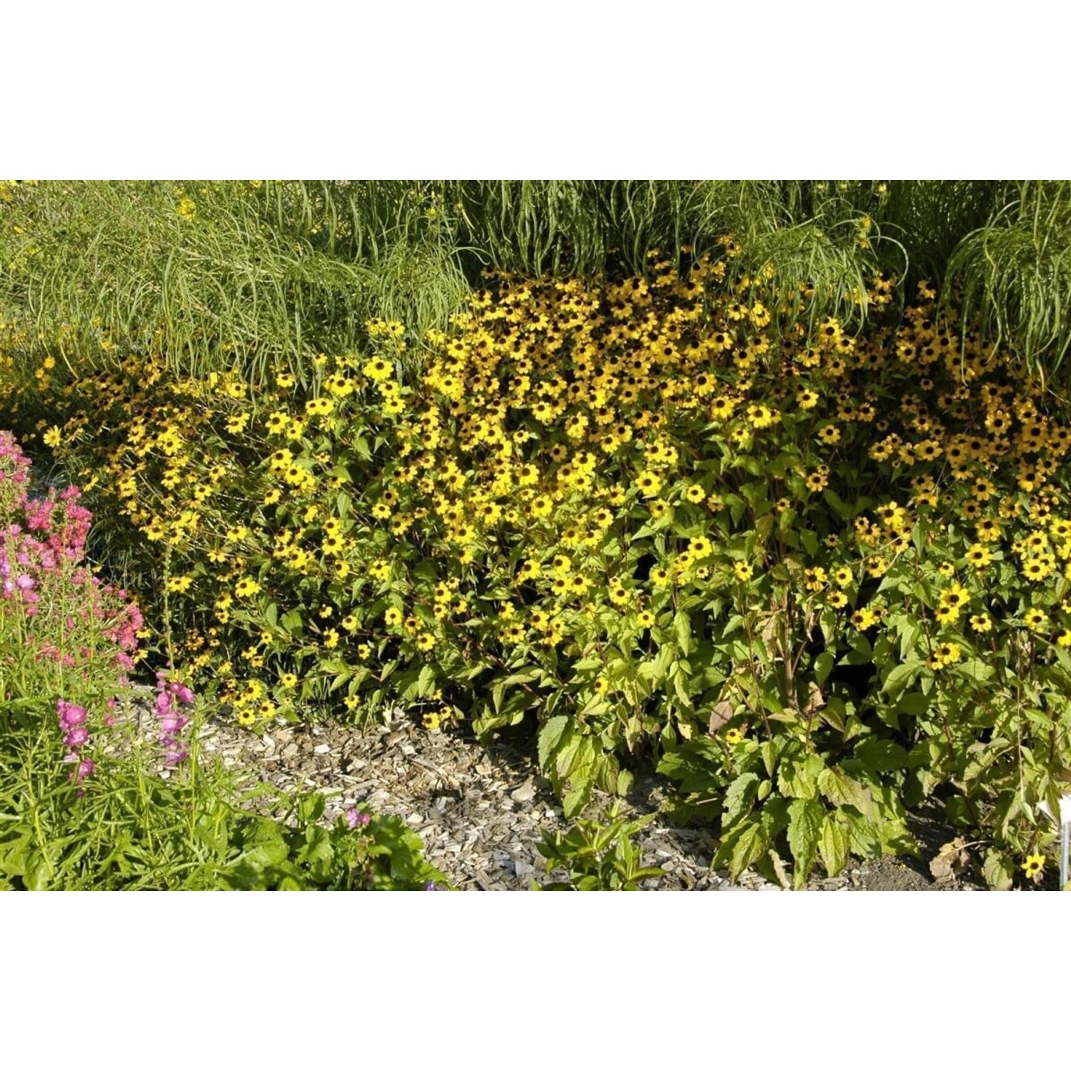 Rudbeckia Triloba Dreilappiger Sonnenhut Ca. 9x9 cm Topf günstig online kaufen