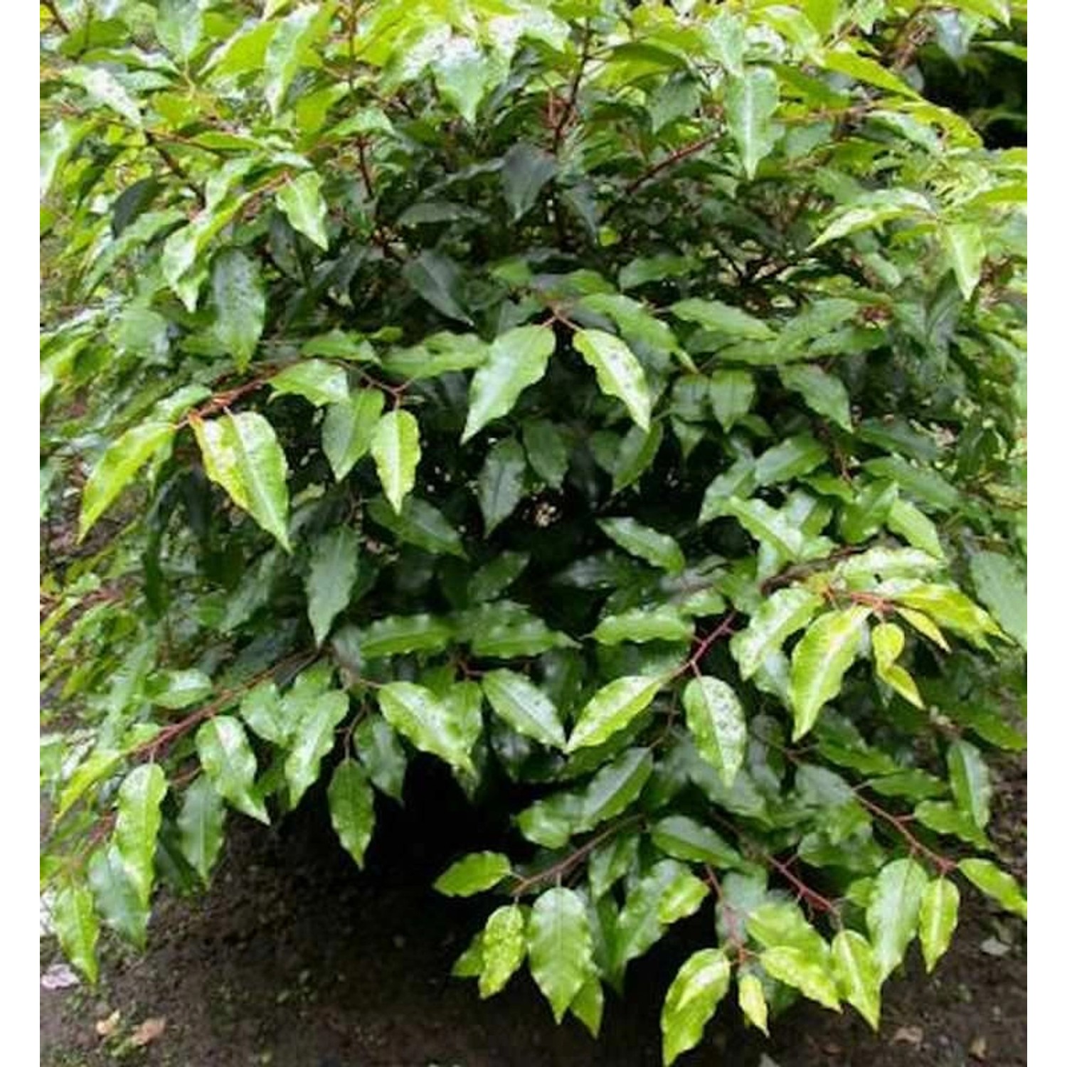 Portugiesische Lorbeerkirsche Angustifolia 20-30cm - Prunus lusitanica günstig online kaufen