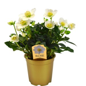 Schneerose 'Gold Collection' im goldenen Topf, ca. 14 cm Topf-Ø, Helleborus.
