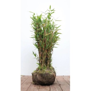 Immergrüner Fargesia Murieliae Jumbo Bambus, 40–60 cm hoch, ideal für Garten und Kübel.