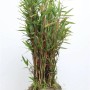 Immergrüner Fargesia Murieliae Jumbo Bambus, 40–60 cm hoch, ideal für Garten und Kübel.