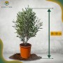 Olivenbaum Olea Europaea im Topf, Höhe 80-100 cm, immergrün und winterhart.