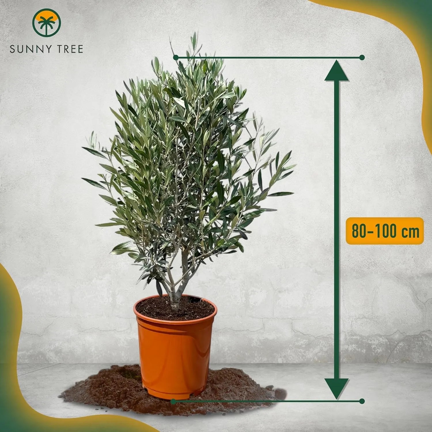 Olivenbaum Olea Europaea im Topf, Höhe 80-100 cm, immergrün und winterhart.
