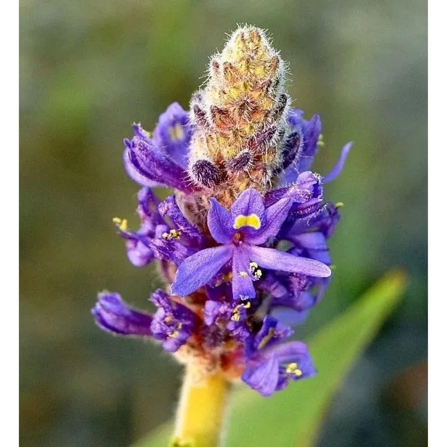 Herzblättrige Hechtkraut - Pontederia cordata
