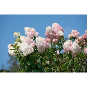 Rispenhortensie Grandiflora mit cremeweißen und rosa Blüten vor blauem Himmel.