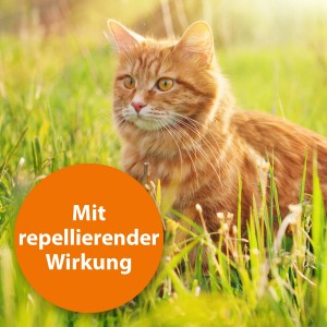 Rote Katze im Gras, geschützt durch Ardap Spot-On Zeckenschutz mit repellierender Wirkung.