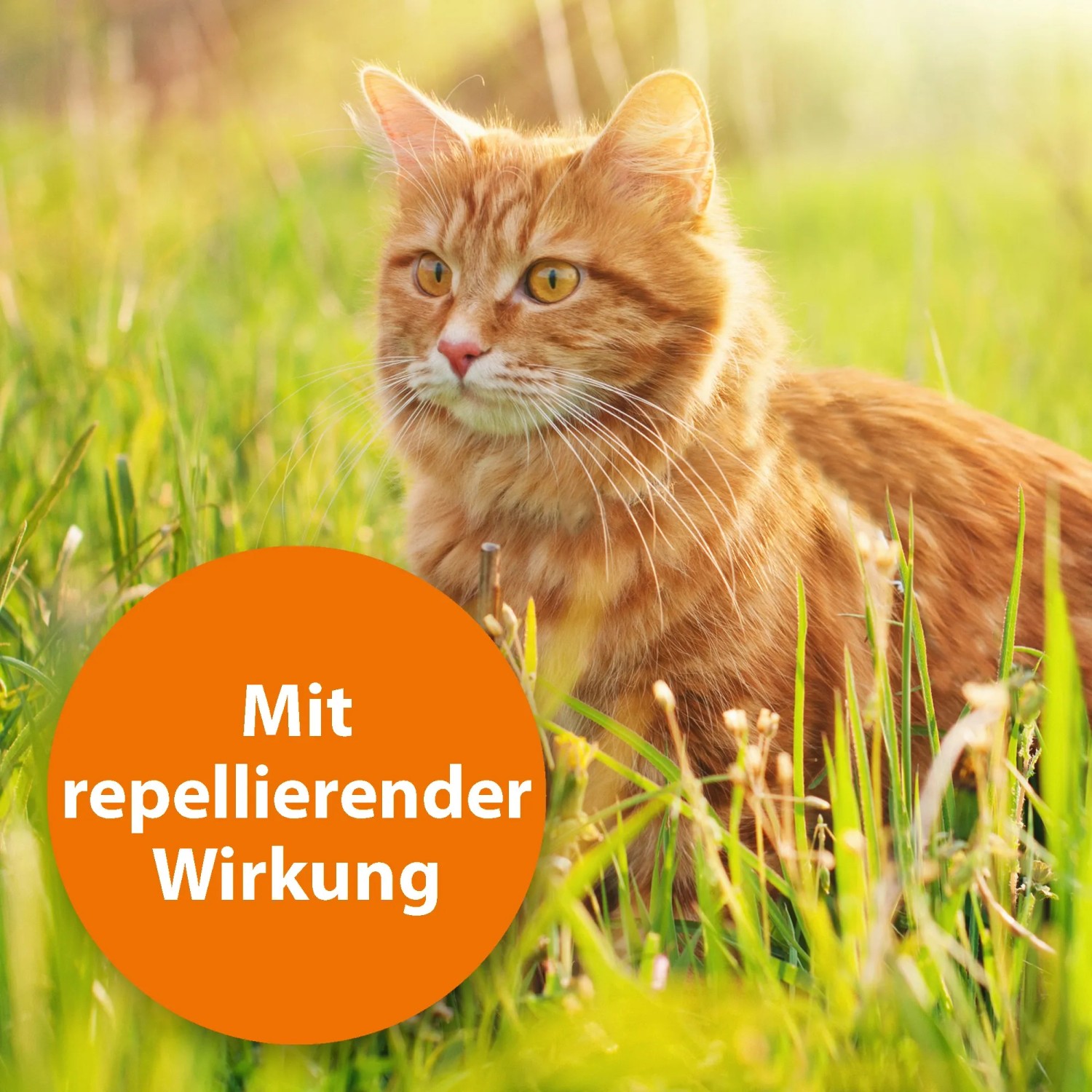 Rote Katze im Gras, geschützt durch Ardap Spot-On Zeckenschutz mit repellierender Wirkung.