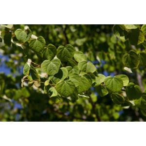 Nahaufnahme: Katsurabaum mit grünen, herzförmigen Blättern. Hausbaum für Garten.