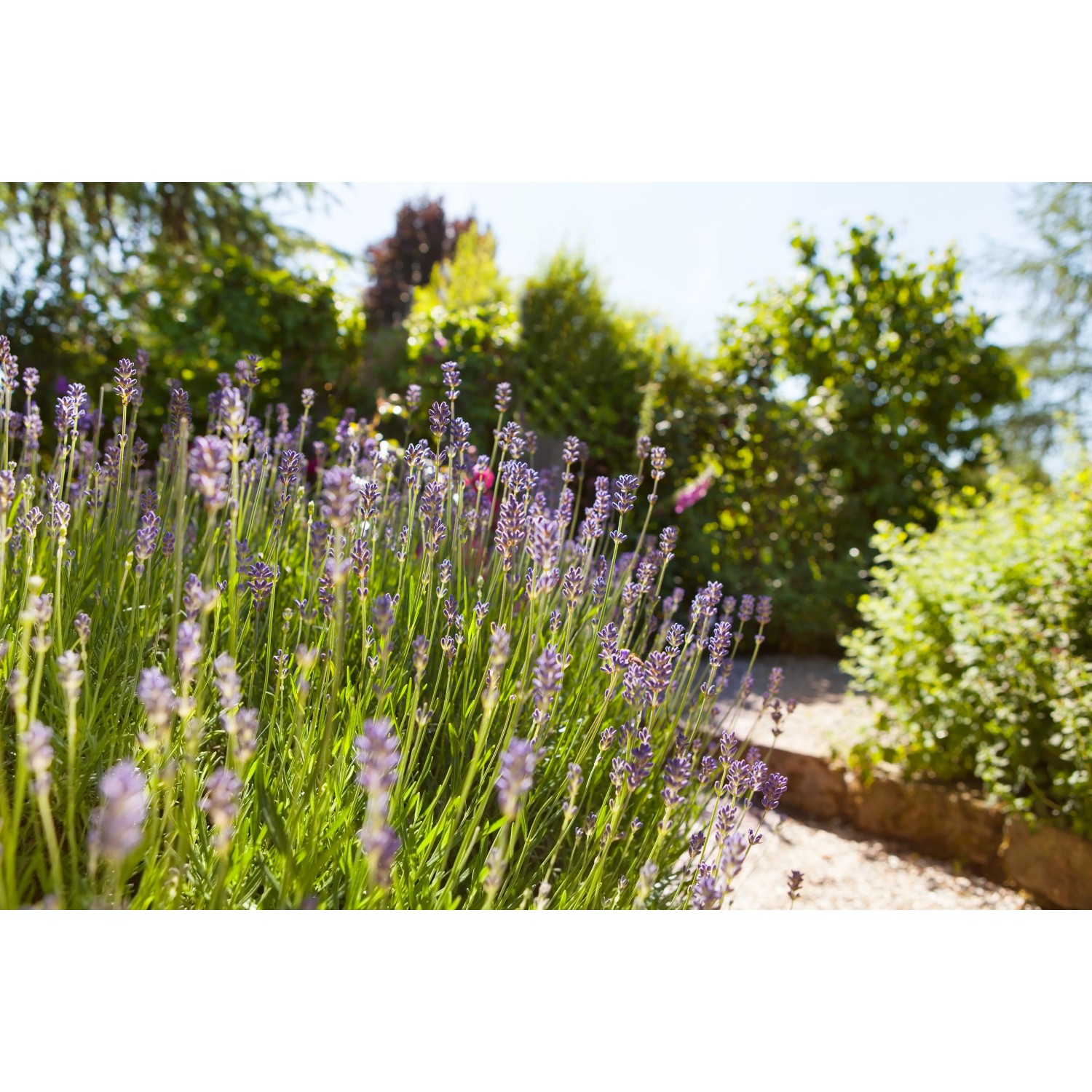 Blühender Lavendel 'Felice' im Garten, Topfgröße ca. 10,5 cm.