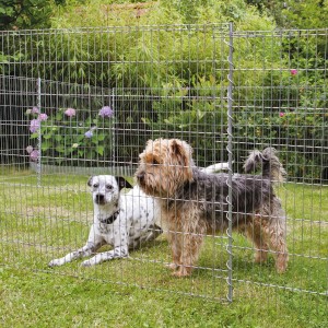 Bellissa Teichschutzzaun/Kleintiergehege mit zwei Hunden im Garten.