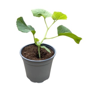 Junge Honigmelone (Cucumis melo) im Topf, ca. 12 cm Durchmesser. Gemüse für sonnige Standorte.