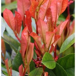 Glanzmispel Red Robin (Photinia fraseri) mit roten und grünen Blättern.