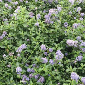 Säckelblume 'Repens' Ceanothus thyrsiflorus 40 bis 50 cm im Container Hellblau