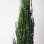 Pflanzen-Boering Blauer Raketenwacholder, ca. 180-190cm hoch, im Topf.
