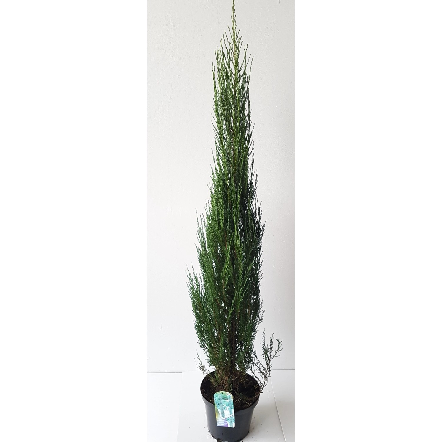 Pflanzen-Boering Blauer Raketenwacholder Gesamthöhe 180-190 cm Juniperus Blue Arrow