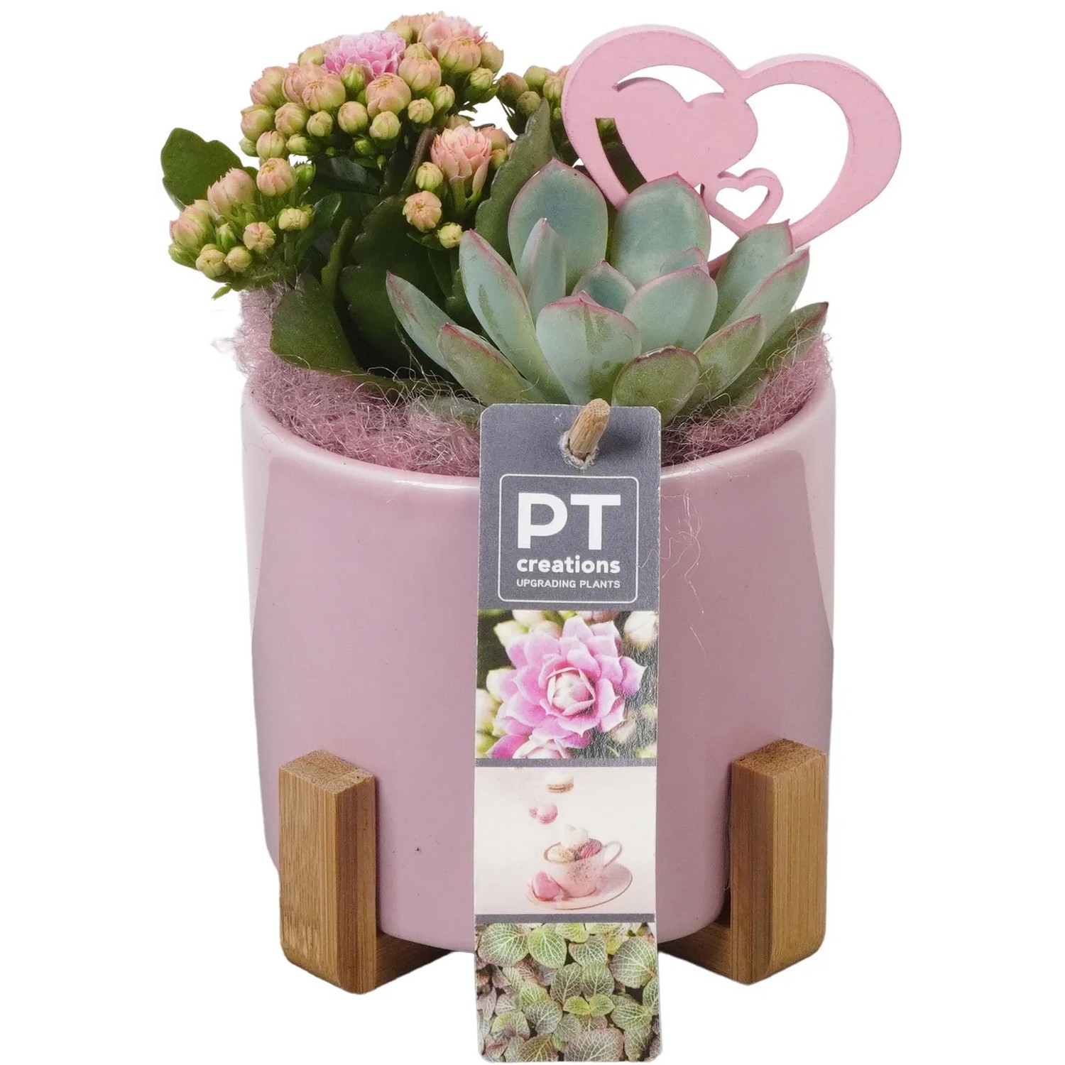Sukkulenten Arrangement Kalanchoe pflegeleicht rosa Keramik-Topf  12 cm  kaufen bei OBI