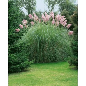 Rosa Pampasgras (Cortaderia Selloana Rosea) im Garten, Ziergras mit rosa Blütenständen.