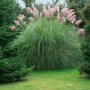 Rosa Pampasgras (Cortaderia Selloana Rosea) im Garten, Ziergras mit rosa Blütenständen.