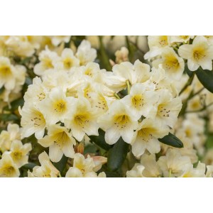 Nahaufnahme des Rhododendron Yakushimanum Millenium Gold mit gelben Blüten.