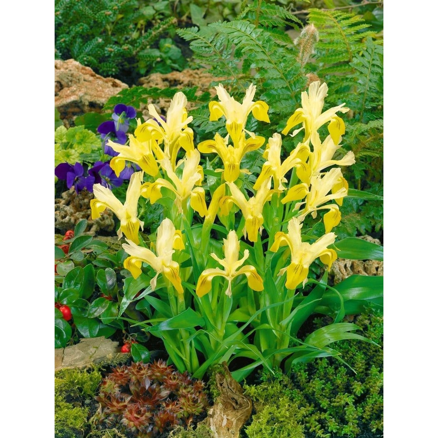 Iris Bucharica Buchara Schwertlilie Ca. 9x9 cm Topf günstig online kaufen